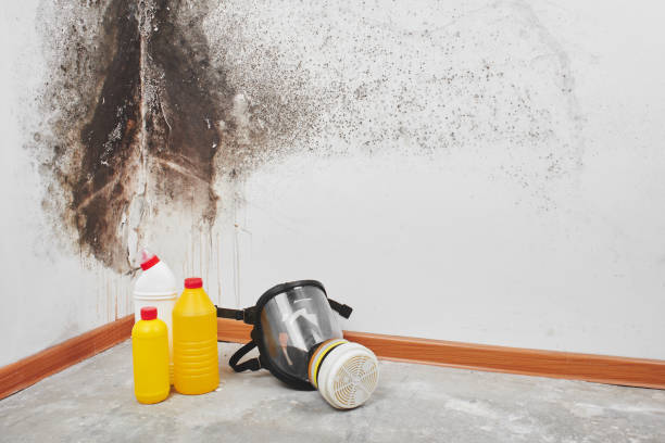 Best Office Mold Removal Services  in Coldstream, KY
