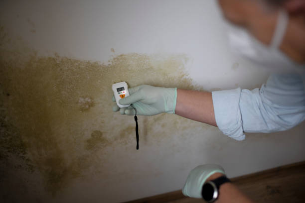 Office Mold Removal Services in Coldstream, KY