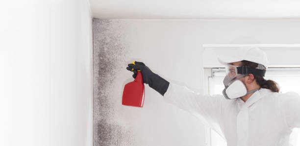 Attic Mold Removal in Coldstream, KY