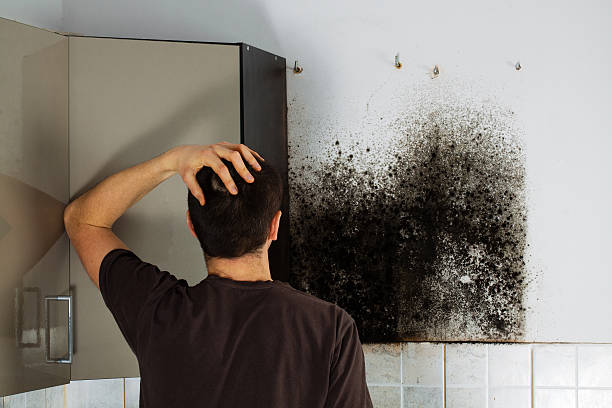 Best Black Mold Removal  in Coldstream, KY